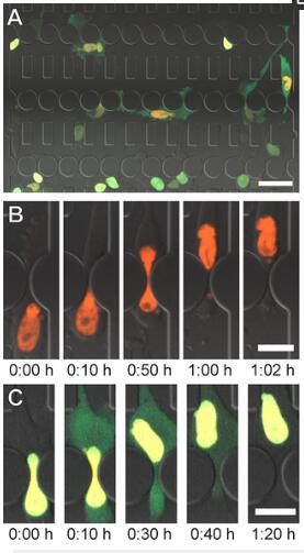 1686537443169036091.jpg 密閉受限環(huán)境中細(xì)胞遷移和核膜破裂的自動(dòng)分析裝置,通過(guò)微流體收縮的細(xì)胞遷移.jpg