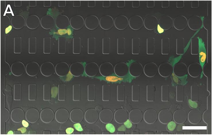 1686539117934028245.jpg 細(xì)胞微通道培養(yǎng)裝置及定位收縮(收窄).jpg