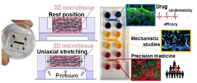 動態(tài)機械刺激多功能器官芯片系統(tǒng)